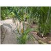 Image 4 : Potted Palm Plant Approx. 110"H