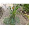 Image 5 : Potted Palm Plant Approx. 110"H