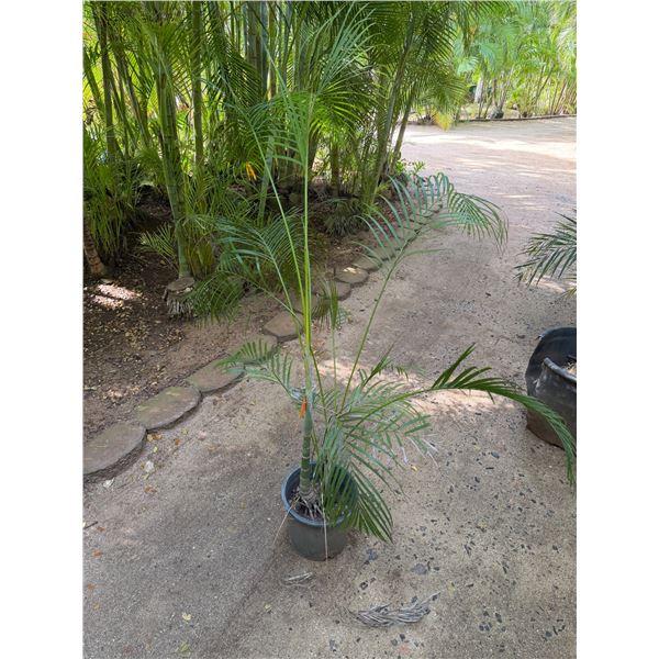 Potted Palm Plant Approx. 60"H