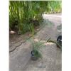 Image 1 : Potted Palm Plant Approx. 60"H