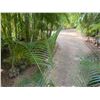 Image 2 : Potted Palm Plant Approx. 60"H