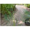 Image 3 : Potted Palm Plant Approx. 60"H