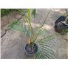 Image 4 : Potted Palm Plant Approx. 60"H