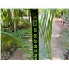 Image 5 : Potted Palm Plant Approx. 60"H