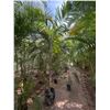 Image 1 : Potted Palm Plant Approx. 120"H