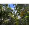 Image 2 : Potted Palm Plant Approx. 120"H
