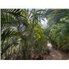 Image 3 : Potted Palm Plant Approx. 120"H