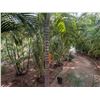 Image 4 : Potted Palm Plant Approx. 120"H