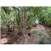 Image 5 : Potted Palm Plant Approx. 120"H