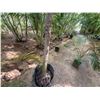 Image 6 : Potted Palm Plant Approx. 120"H