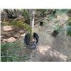 Image 7 : Potted Palm Plant Approx. 120"H