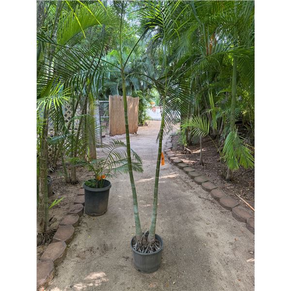 Potted Palm Plant Approx. 72"H