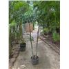 Image 1 : Potted Palm Plant Approx. 72"H