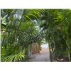 Image 2 : Potted Palm Plant Approx. 72"H