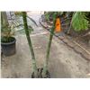 Image 4 : Potted Palm Plant Approx. 72"H
