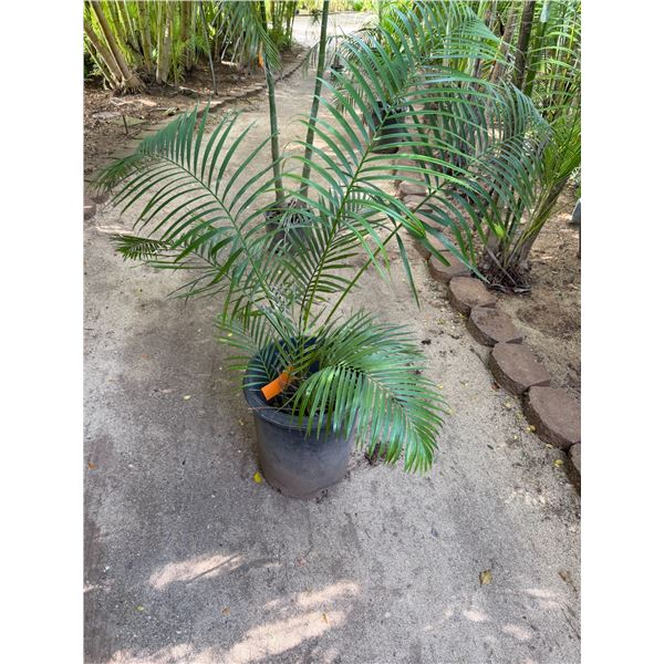 Potted Palm Plant Approx. 58"H