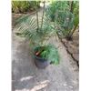 Image 1 : Potted Palm Plant Approx. 58"H