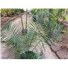Image 2 : Potted Palm Plant Approx. 58"H