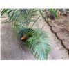 Image 3 : Potted Palm Plant Approx. 58"H