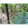 Image 4 : Potted Palm Plant Approx. 58"H