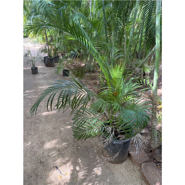 Potted Palm Plant Approx. 60"H