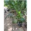 Image 1 : Potted Palm Plant Approx. 60"H