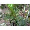 Image 2 : Potted Palm Plant Approx. 60"H