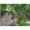 Image 3 : Potted Palm Plant Approx. 60"H