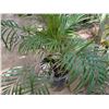 Image 4 : Potted Palm Plant Approx. 60"H