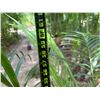 Image 5 : Potted Palm Plant Approx. 60"H