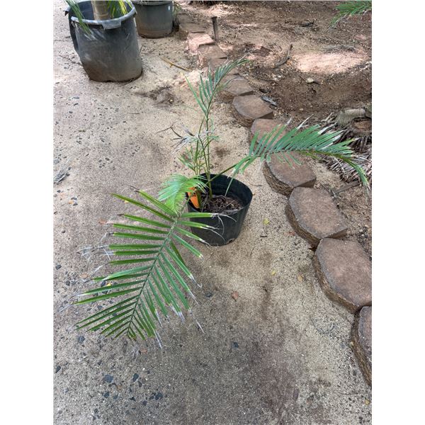 Potted Palm Plant Approx. 26"H