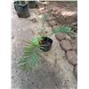 Image 1 : Potted Palm Plant Approx. 26"H