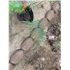 Image 2 : Potted Palm Plant Approx. 26"H