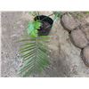 Image 3 : Potted Palm Plant Approx. 26"H