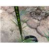 Image 4 : Potted Palm Plant Approx. 26"H