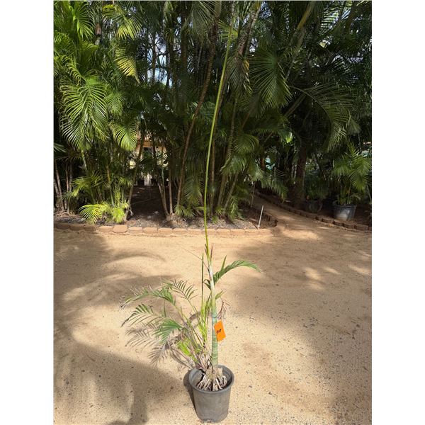 Potted Palm Plant Approx. 47"H