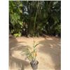 Image 1 : Potted Palm Plant Approx. 47"H