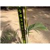 Image 2 : Potted Palm Plant Approx. 47"H