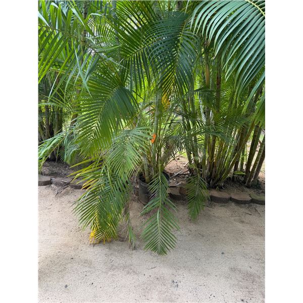 Potted Palm Plant Approx. 108"H