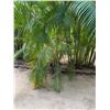 Image 1 : Potted Palm Plant Approx. 108"H