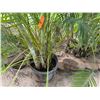 Image 2 : Potted Palm Plant Approx. 108"H
