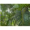 Image 3 : Potted Palm Plant Approx. 108"H