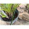 Image 4 : Potted Palm Plant Approx. 108"H