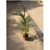 Image 1 : Potted Palm Plant Approx. 38"H