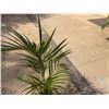 Image 2 : Potted Palm Plant Approx. 38"H