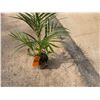Image 3 : Potted Palm Plant Approx. 38"H