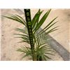 Image 4 : Potted Palm Plant Approx. 38"H