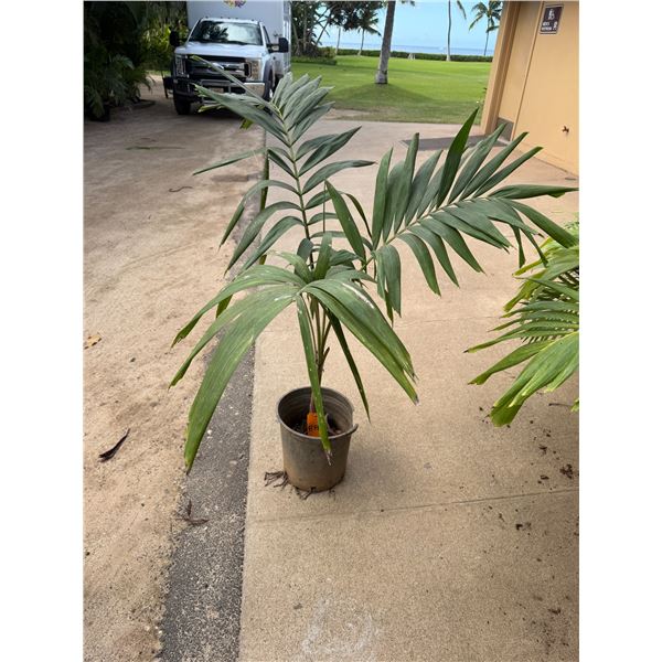 Potted Palm Plant Approx. 50"H