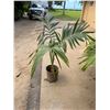 Image 1 : Potted Palm Plant Approx. 50"H