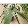 Image 3 : Potted Palm Plant Approx. 50"H